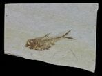 Bargain, Diplomystus Fossil Fish - Wyoming #58617-1